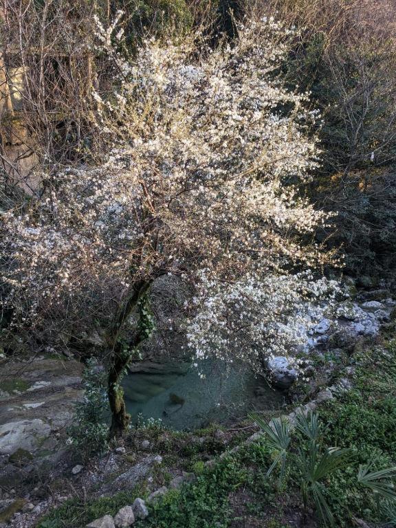 Guest House Chalet Agave 加格拉 外观 照片